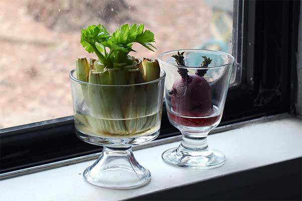 Grow Veggies from Kitchen Scraps