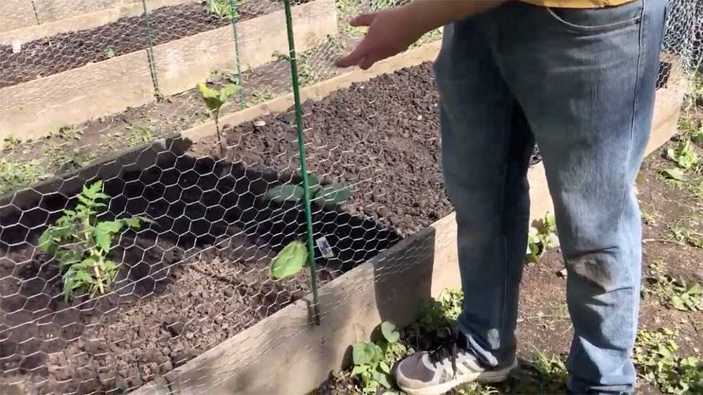 Used Garden Stakes and Chicken Wire to Make a Fence