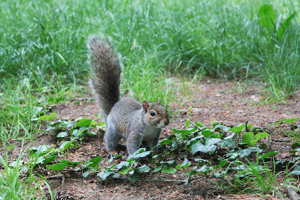 How to Protect Your Garden from Squirrels