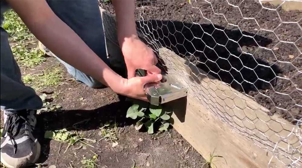 Staple Chicken Wired to Raised Garden Bed