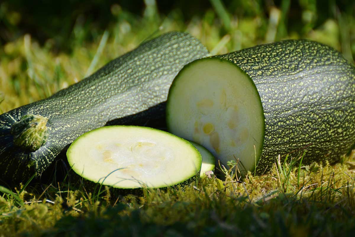 Easy To Grow Vegetables - Zucchini