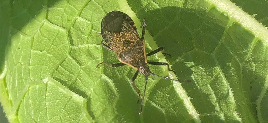 Brown Adult Squash Bug