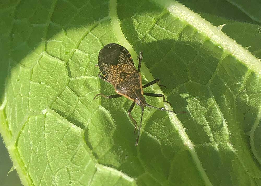 Brown Adult Squash Bug