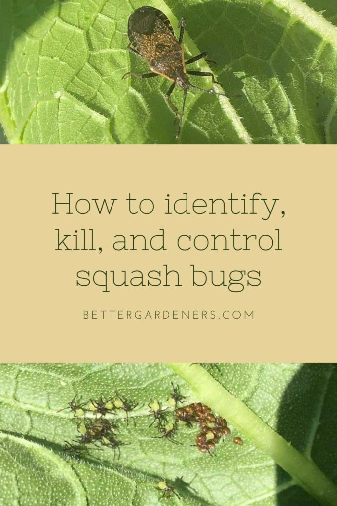 How to Kill Squash Bugs & Remove their Eggs Better Gardener's Guide