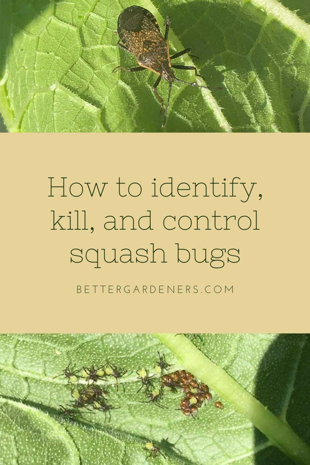 How to identify, kill, and control squash bugs in your garden