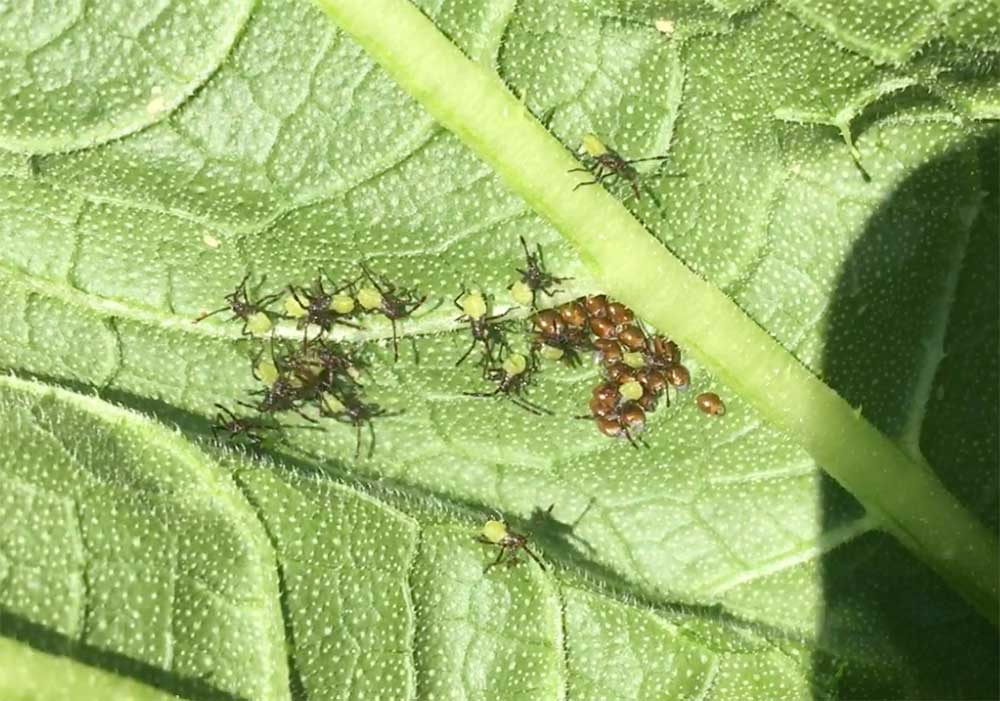 Recently Hatched Squash Bug Nymphs