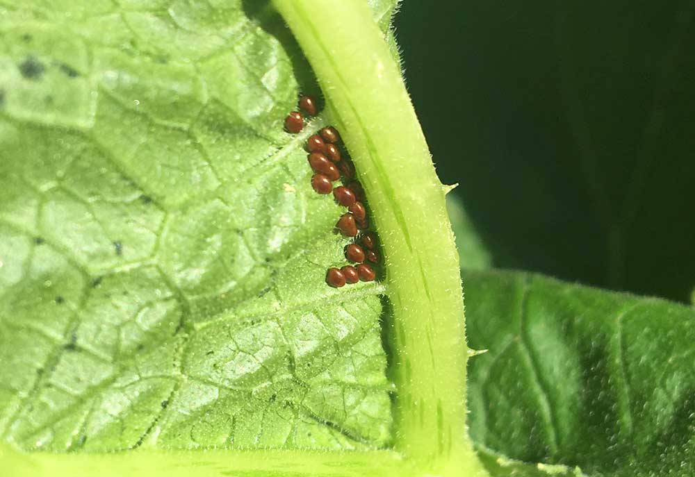 Squash Bug Eggs on Leaves