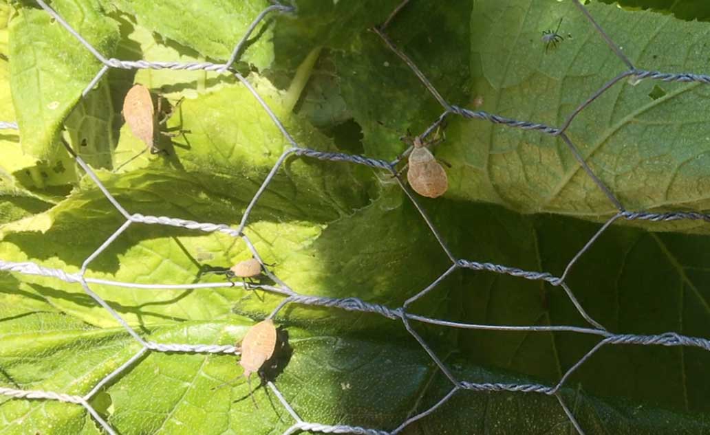 Young Gray Squash Bugs