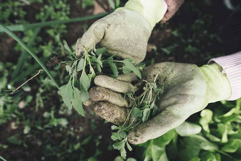 Remove Weeds and Clean Out Garden Beds