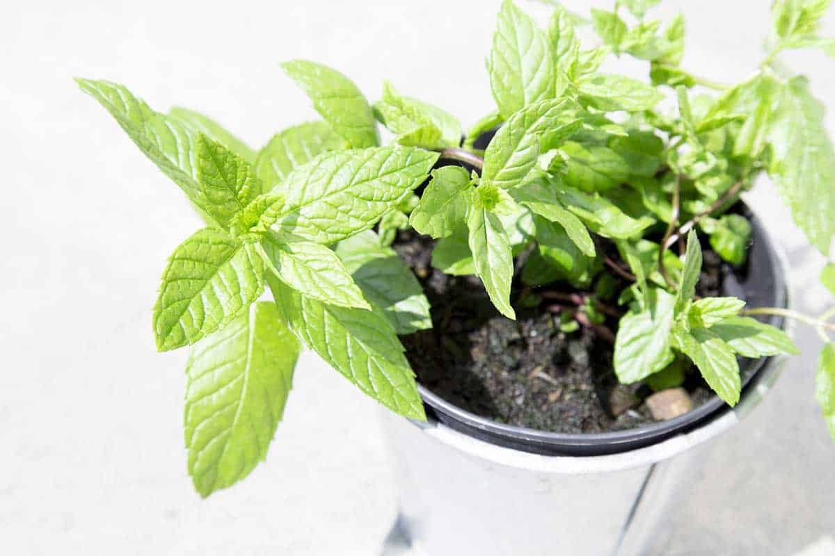 How to Grow Herbs from Seed - Mint