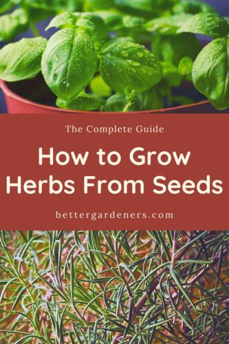 How to Grow Herbs from Seeds - Complete Beginners Guide - Better ...