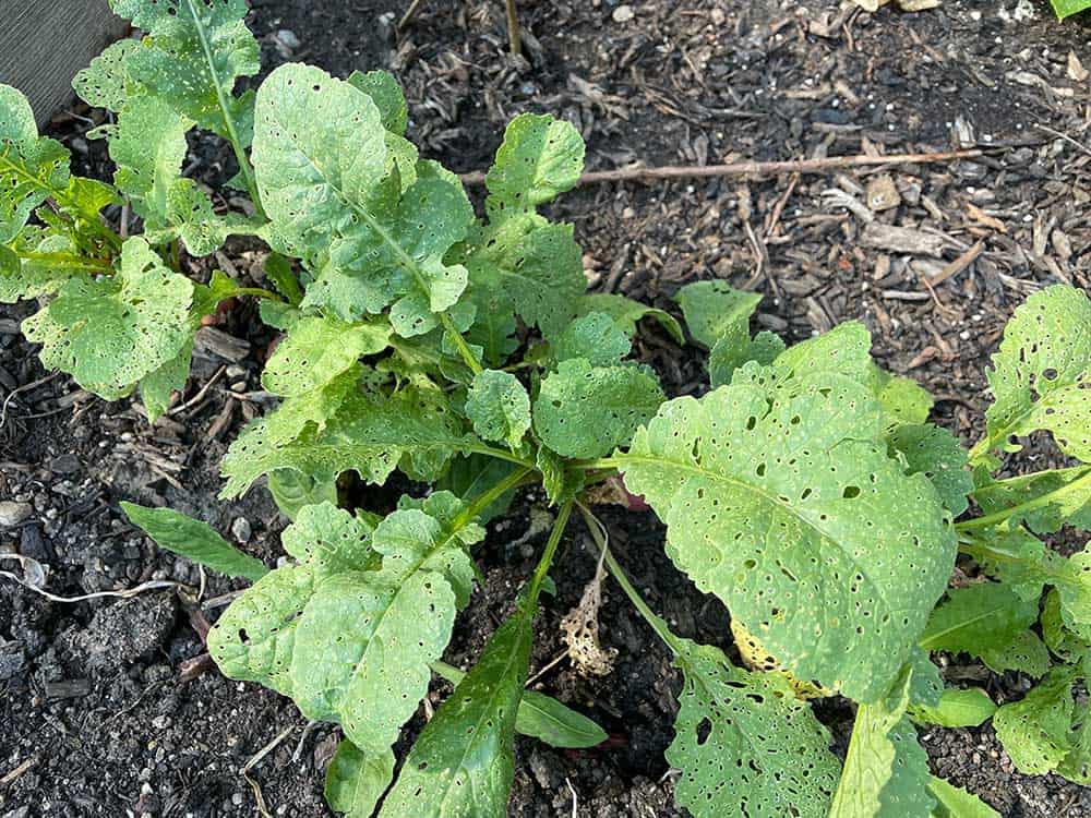 Flea Beetle Damage on Radish Leaves