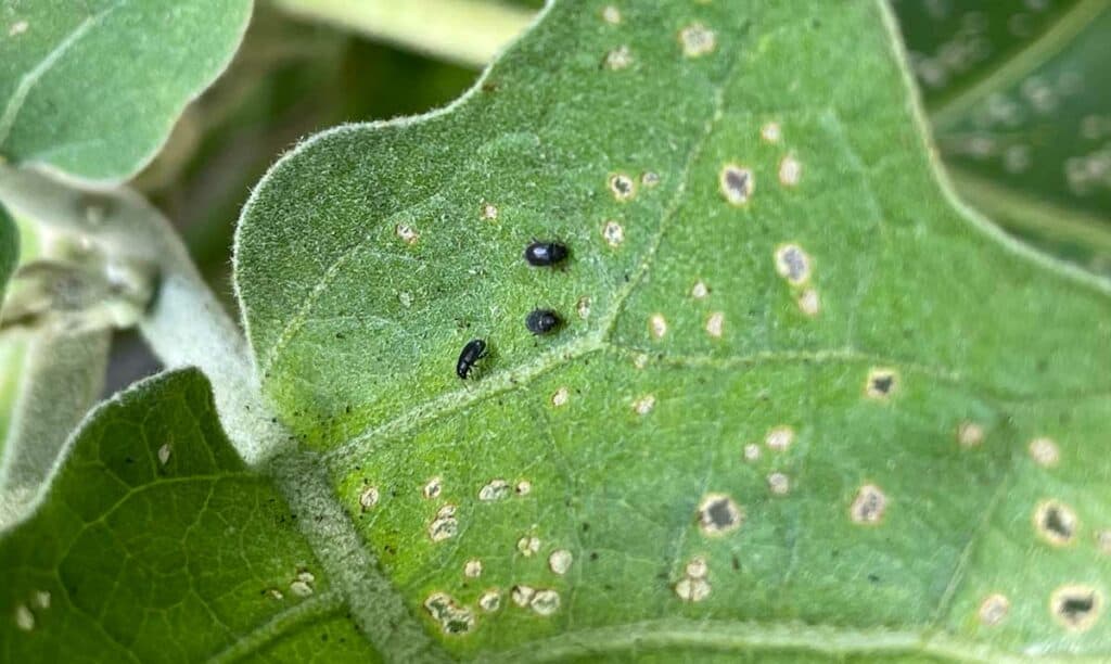 How to Get Rid of Flea Beetles (Black Bugs on Eggplants) Better