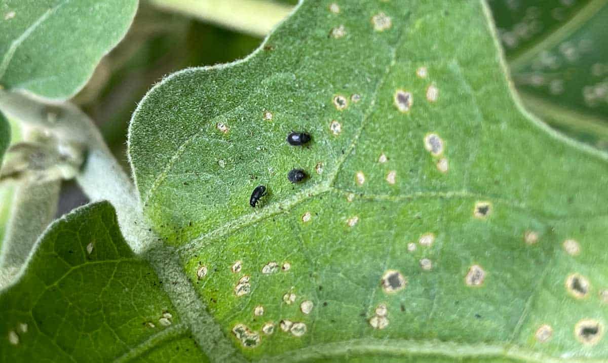 Black Flea Beetles on Eggplant Leaves