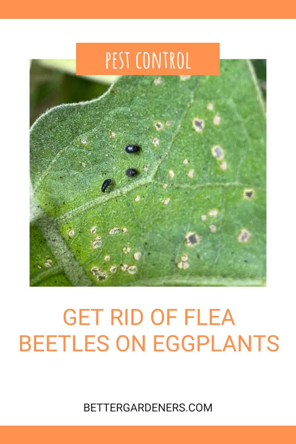 How to Get Rid of Flea Beetles (Black Bugs on Eggplants)