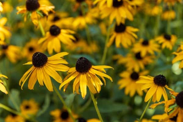 Black-Eyed Susan Easy to Grow Perennial Flower from Seed