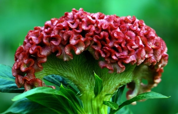Celosia Cheap Flower to Grow from Seed