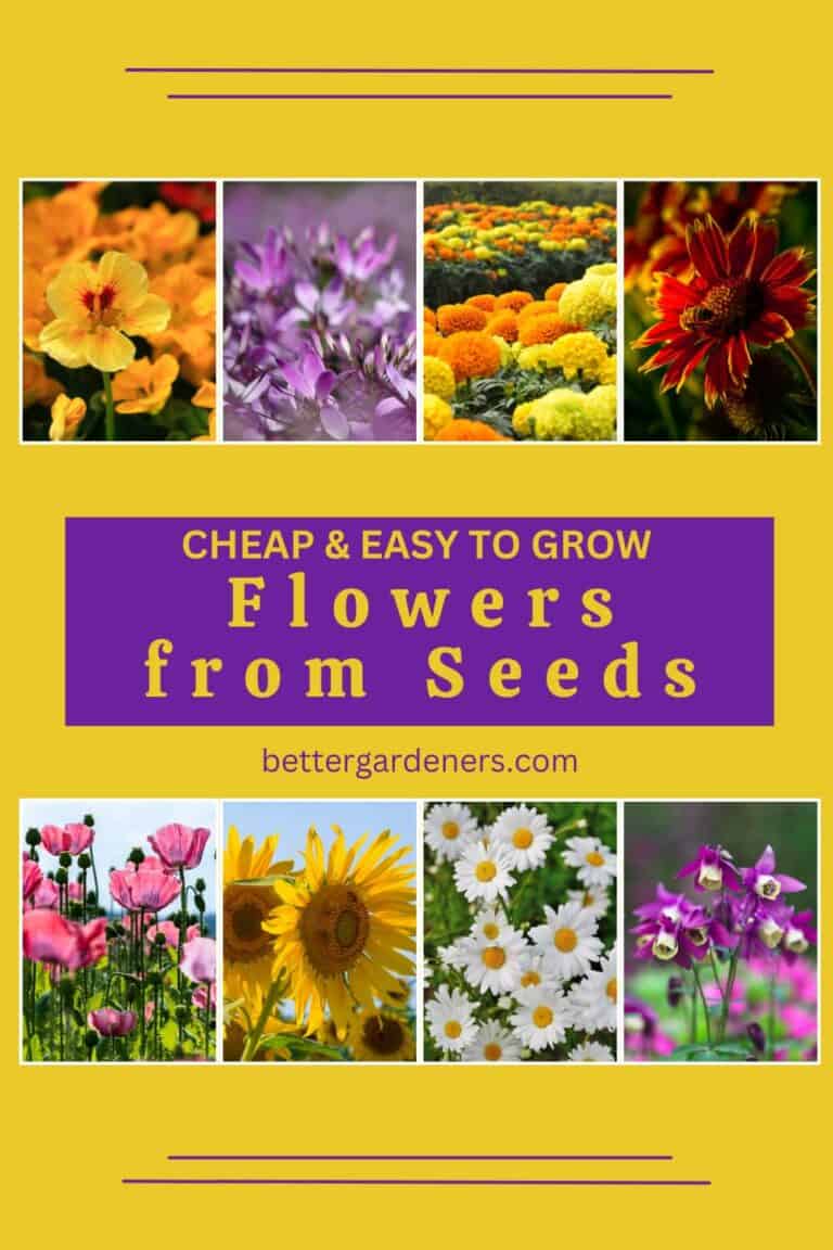 15 Cheap & Easy to Grow Flowers from Seeds Better Gardener's Guide