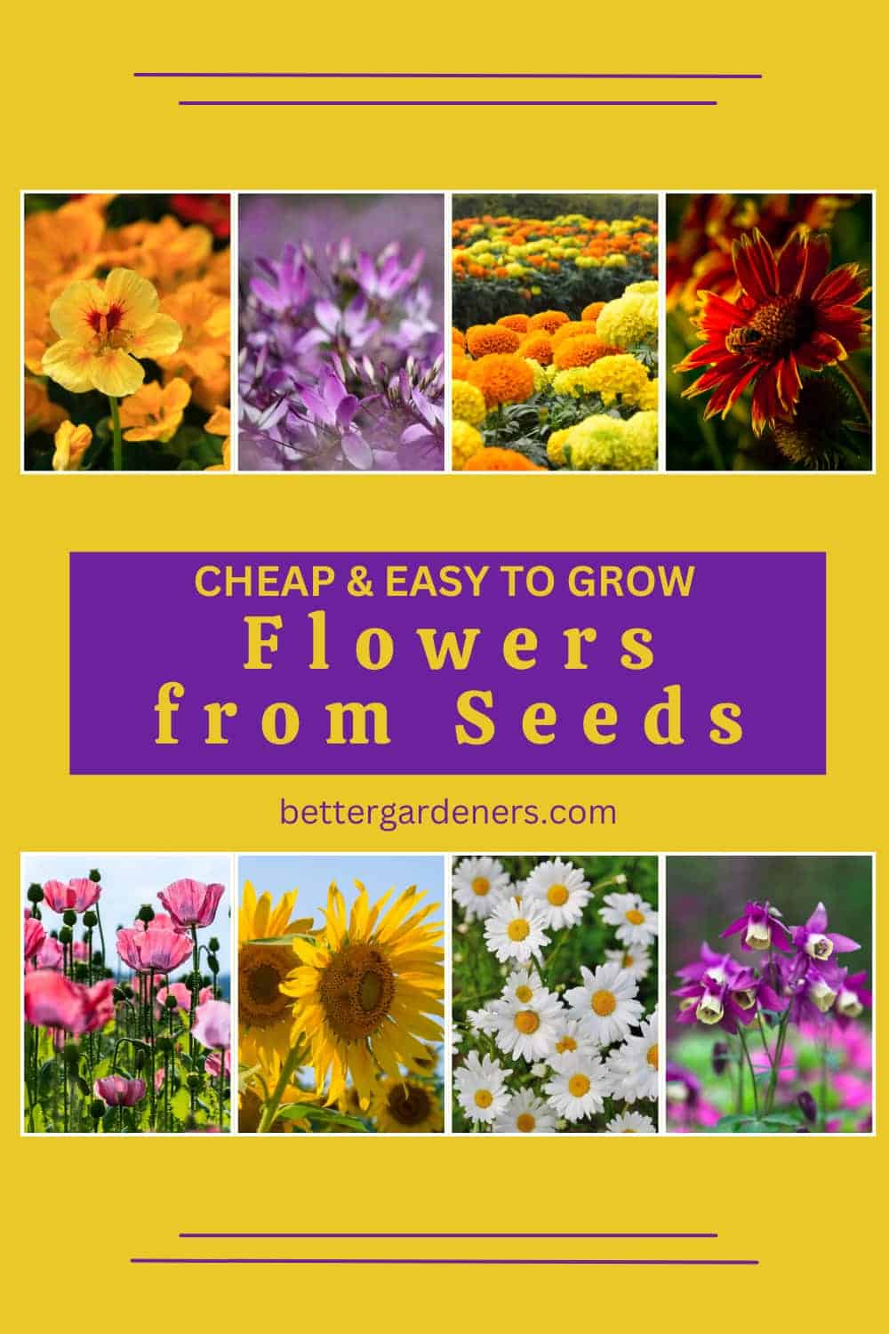 15 Cheap & Easy to Grow Flowers from Seeds