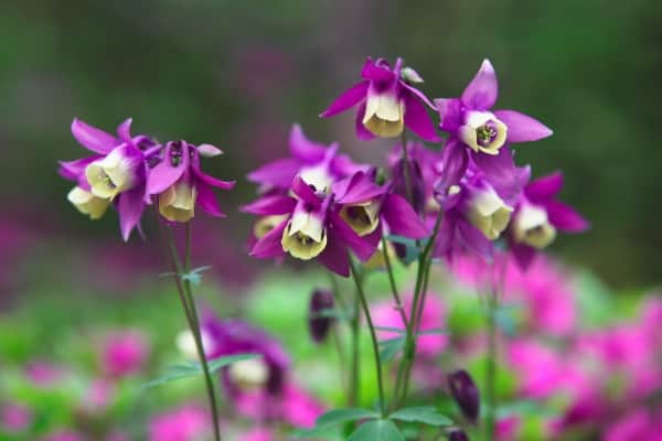 Columbine Perennial Flowers Grown from Seed