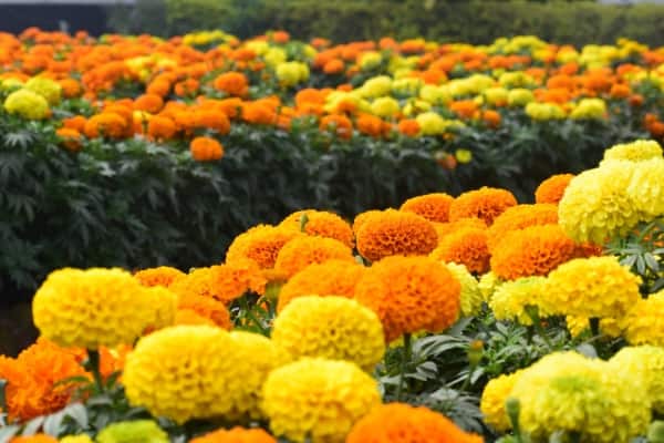 Marigolds Cheap Flowers Grown from Seeds