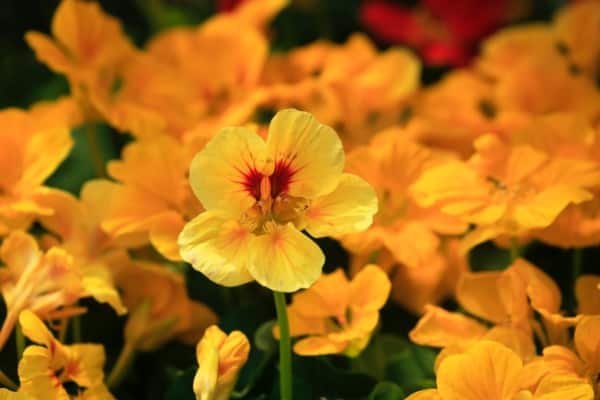 Nasturtiums - Flowers Easy to Grow From Seeds