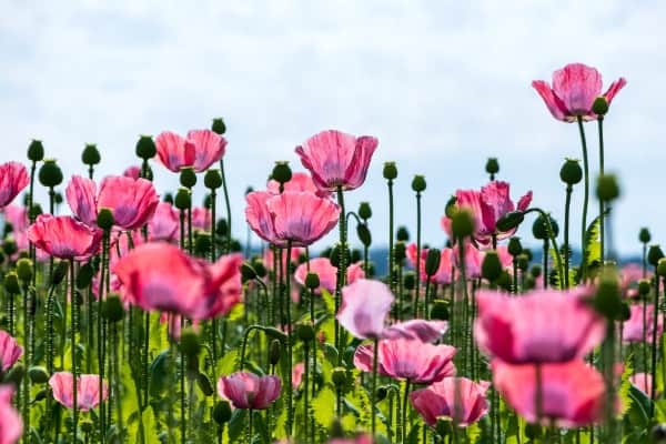 Cheap and Easy to Grow Poppy Flowers from Seed
